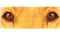 Association Chiens Guides d'Aveugles - Centres Paul Corteville